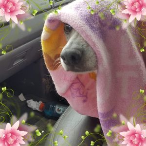 Meet your Posher, Dana